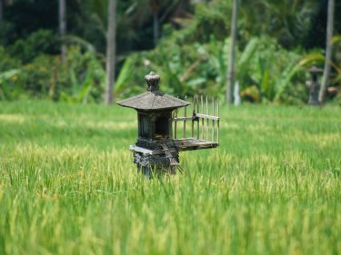 jenis jenis anggarakasih di bali