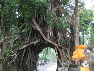 objek wisata Bunut Bolong yang menghubungkan Buleleng dan Jembrana foto oleh Tripadvisor