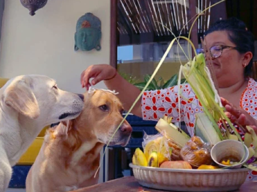 mantra tumpek kandang lengkap banten yang digunakan