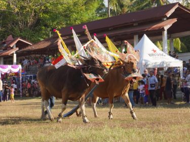 tradisi sapi gerumbungan di buleleng