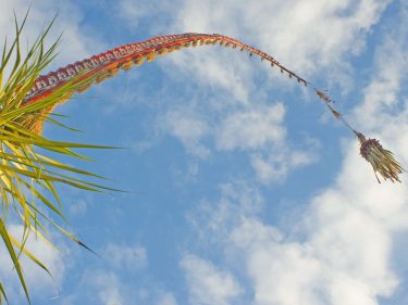 penjor galungan bermakna kesuburan dan posisi memasang penjor galungan ada di sisi kanan dari pintu utama rumah dan waktu pemasangannya