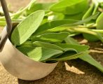 Obat Kena Cetik Bali Menurut Lontar Usada, Jenis Cetik Bali Paling Mematikan dan Paling Ditakuti