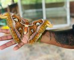 Mau Liburan di Bali? Coba ke Butterfly Park, Menikmati Keindahan Bali dari Kepakan Sayap Kupu-kupu
