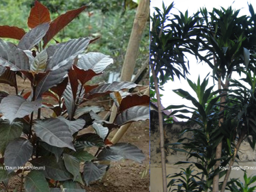 Tanamlah Pohon Ini Jika Ingin Punya Banyak Teman dan Kaya