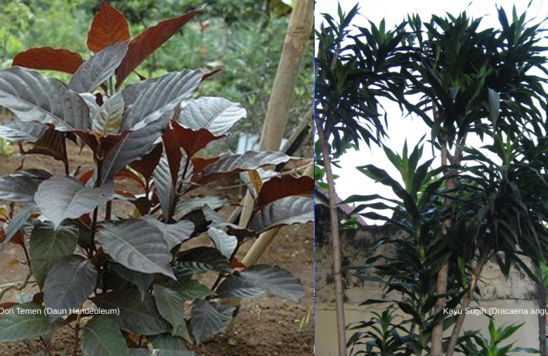 Tanamlah Pohon Ini Jika Ingin Punya Banyak Teman dan Kaya