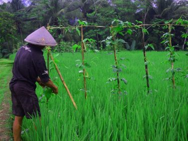 dewasa ayu menanam jagung dan padi