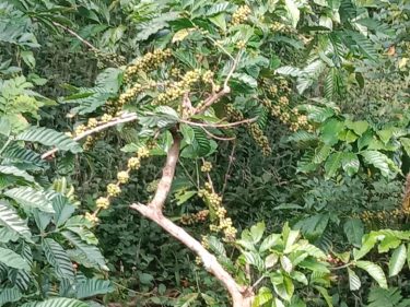 Tim Hak Kekayaan Intelektual (HKI) dari Badan Riset dan Inovasi Daerah (BRIDA) Buleleng bersama Dinas Perindustrian, Perdagangan, Koperasi, dan UKM kembali menggelar koordinasi dan survei lapangan ke empat UMKM kopi di Kecamatan Busungbiu, Bali.