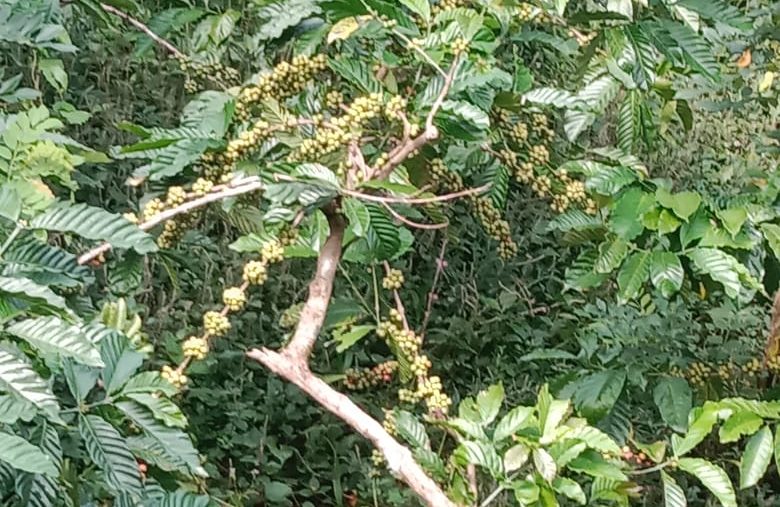 Tim Hak Kekayaan Intelektual (HKI) dari Badan Riset dan Inovasi Daerah (BRIDA) Buleleng bersama Dinas Perindustrian, Perdagangan, Koperasi, dan UKM kembali menggelar koordinasi dan survei lapangan ke empat UMKM kopi di Kecamatan Busungbiu, Bali.