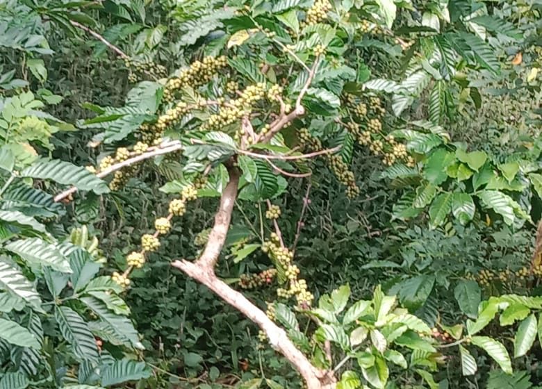 Eksplorasi Potensi Kopi Lokal: Tim HKI Buleleng Dorong UMKM Kopi Busungbiu Menuju Sertifikasi Kekayaan Intelektual