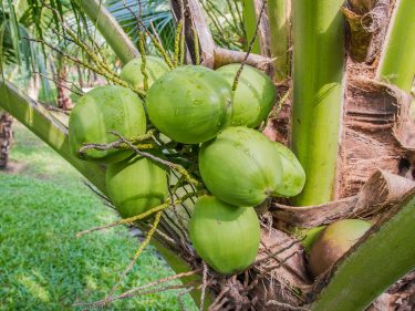 dewasa ayu menanam kelapa