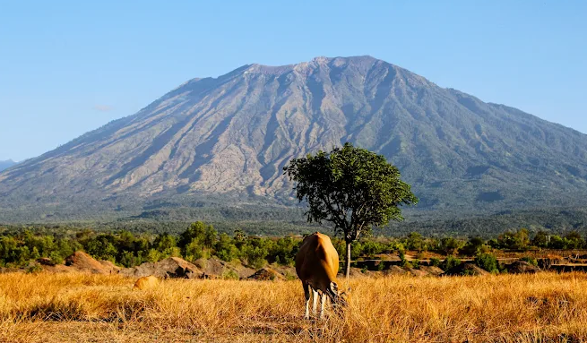 Savana Tianyar: Permata Tersembunyi di Timur Bali yang Eksotis dan Mempesona