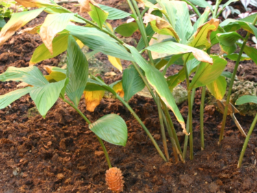 Gamongan Rahasia Kesehatan dari Rimpang Bali