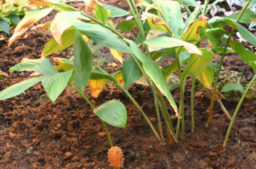Ramuan Herbal untuk Panas Dalam, Gamongan Rimpang Bali