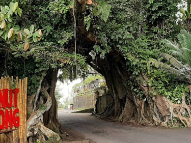 Bunut Bolong memiliki banyak fakta menarik untuk di bahas